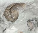 Curled, Flexicalymene Trilobite - Ohio #61007-5
